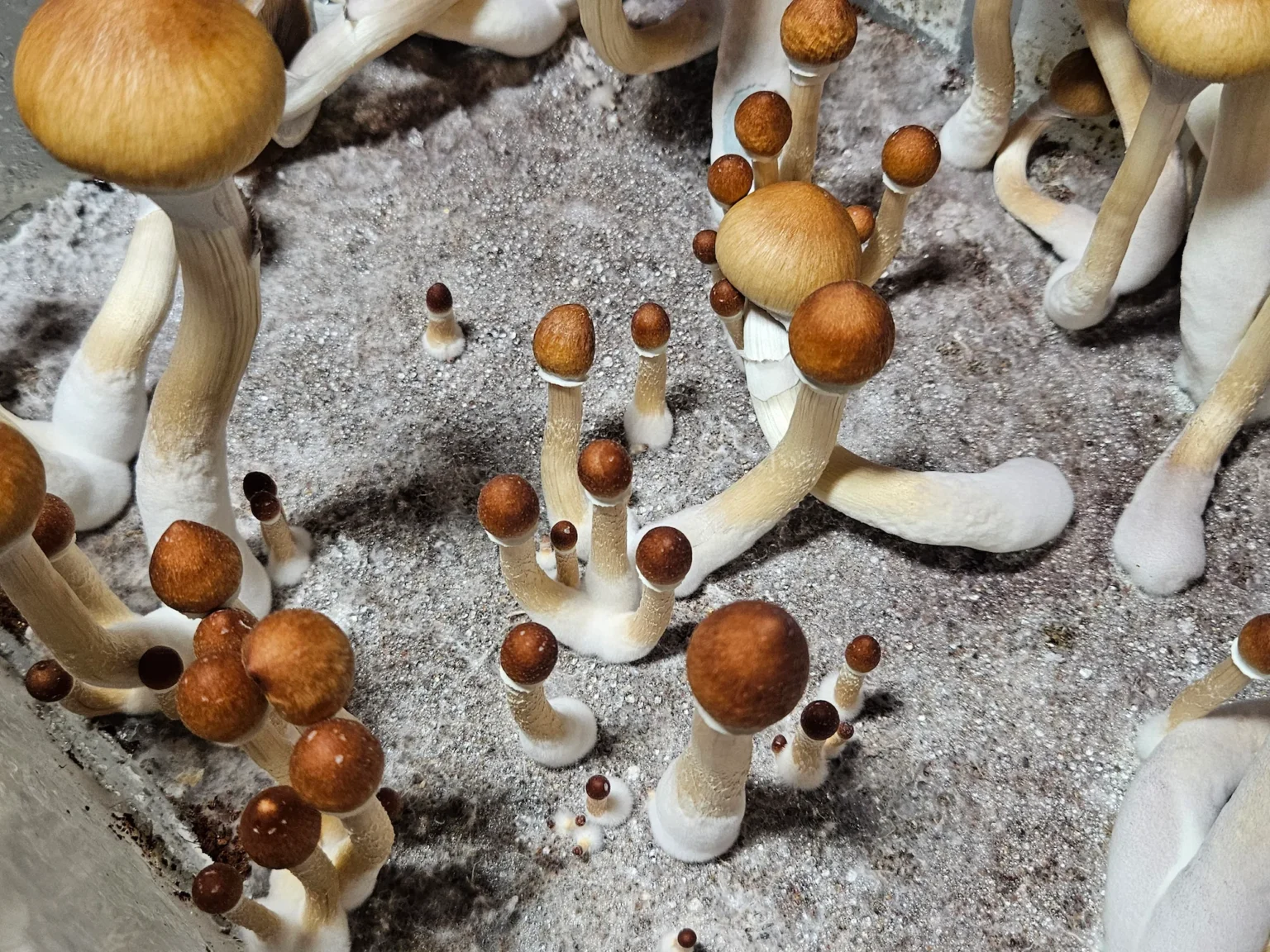 Clusters of Psilocybe Cubensis Purple Mystic mushrooms with white stems and brown caps grow from a sandy, soil-like surface, seen from above in a close-up image.