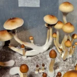 Clusters of brown-capped Psilocybe Cubensis Purple Mystic mushrooms with long, white stems grow from substrate in a plastic container with condensation on its walls.