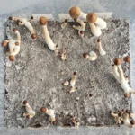 A plastic container with clusters of Psilocybe Cubensis Purple Mystic mushrooms, featuring white stems and brown caps, growing out of substrate, viewed from above.