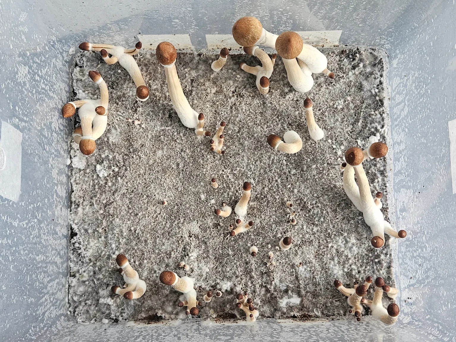 A plastic container with clusters of Psilocybe Cubensis Purple Mystic mushrooms, featuring white stems and brown caps, growing out of substrate, viewed from above.