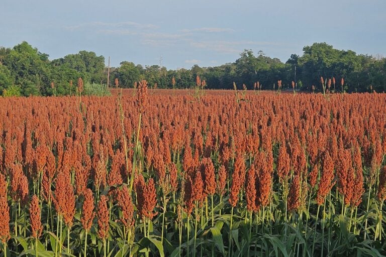 Field of mature sorghum ready for harvest
