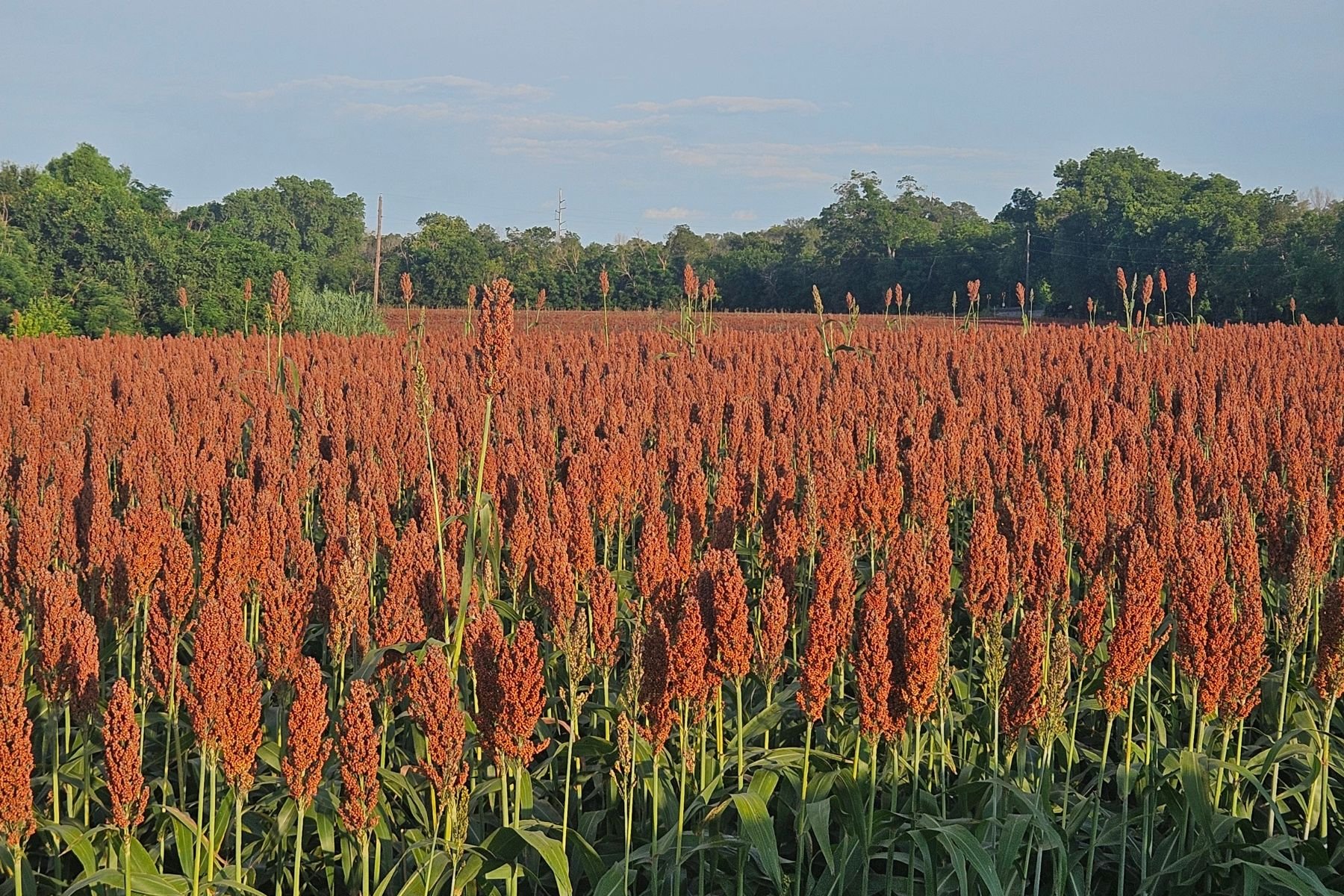 Field of mature sorghum ready for harvest