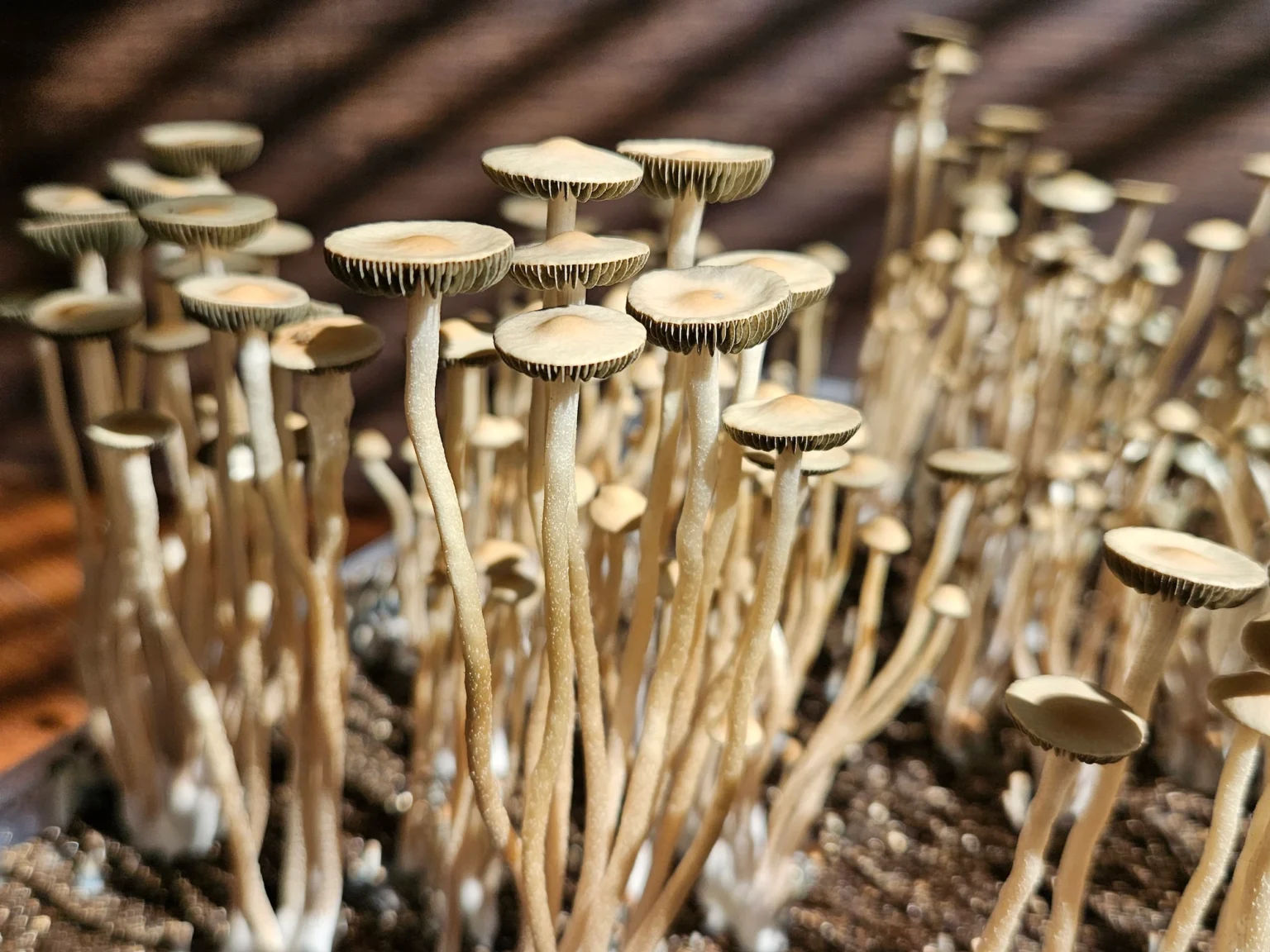 A cluster of tall, thin Liquid Amber Panaeolus cyanescens mushrooms with light brown caps and long stems grows closely together in soil, bathed in warm sunlight with striped shadows in the background.