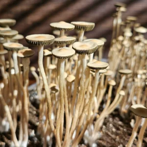 A cluster of tall, thin Liquid Amber Panaeolus cyanescens mushrooms with light brown caps and long stems grows closely together in soil, bathed in warm sunlight with striped shadows in the background.