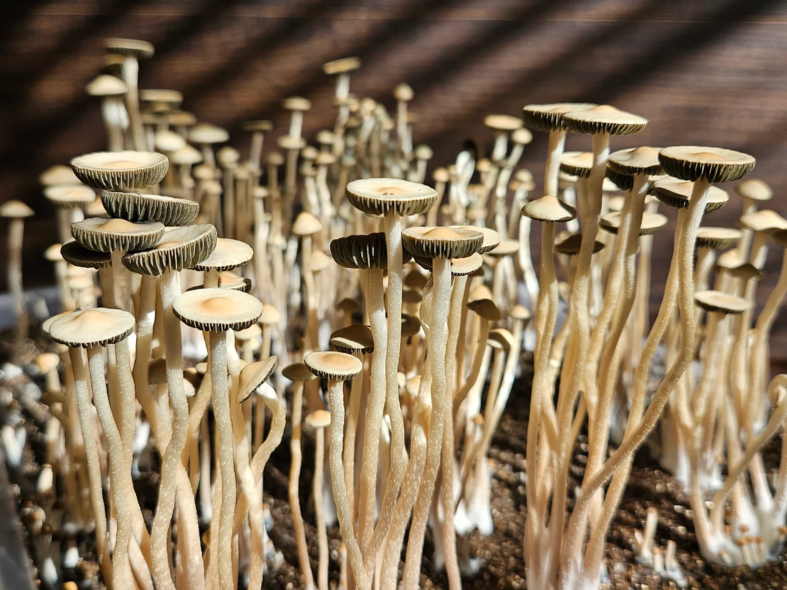 A close-up of numerous tall, thin Liquid Amber Panaeolus cyanescens mushrooms with light brown caps and white stems growing closely together in soil, with sunlight casting shadows in the background.