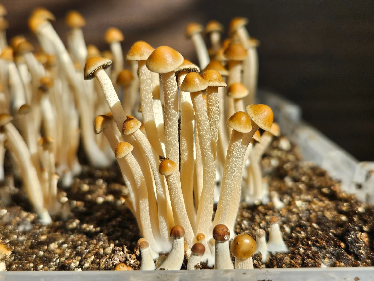 A cluster of tall, slender Liquid Amber Panaeolus cyanescens pins with golden-brown caps grows closely together in soil inside a plastic container, lit by bright sunlight.
