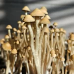 A cluster of tall, thin, light brown Liquid Amber mushrooms with conical caps, possibly Panaeolus cyanescens, growing closely together as soft sunlight casts gentle shadows in the background.