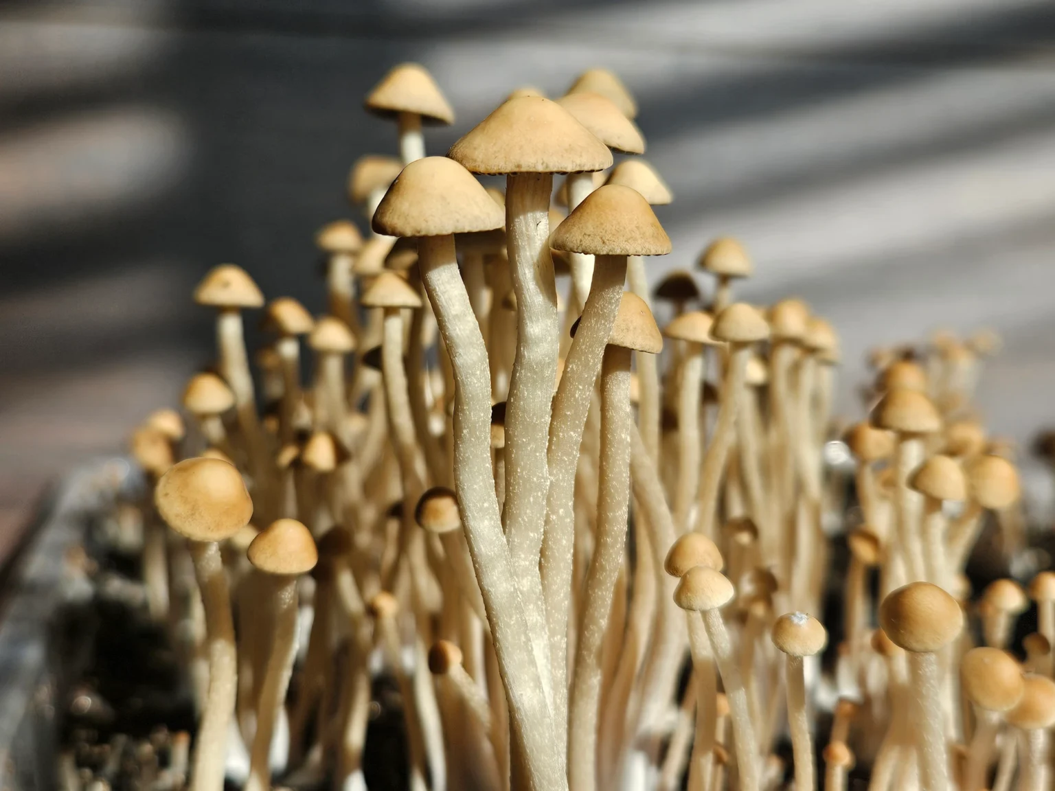 A cluster of tall, thin, light brown Liquid Amber mushrooms with conical caps, possibly Panaeolus cyanescens, growing closely together as soft sunlight casts gentle shadows in the background.