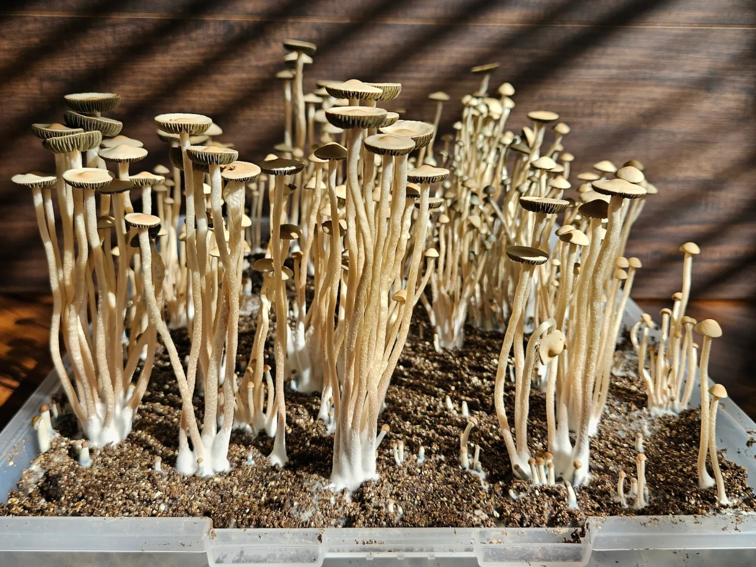 A cluster of tall, thin Liquid Amber Panaeolus cyanescens mushrooms with light brown caps grows densely in a plastic container filled with soil, sunlight streaming through blinds and casting shadows on a wooden background.