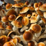 A dense cluster of Psilocybe Cubensis Penis Envy mushrooms with brown caps and white stems grows closely together on a bed of soil, illuminated by sunlight.