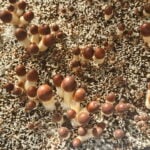 Psilocybe Cubensis Penis Envy mushrooms growing, showing caps and stems, ready for cultivation.