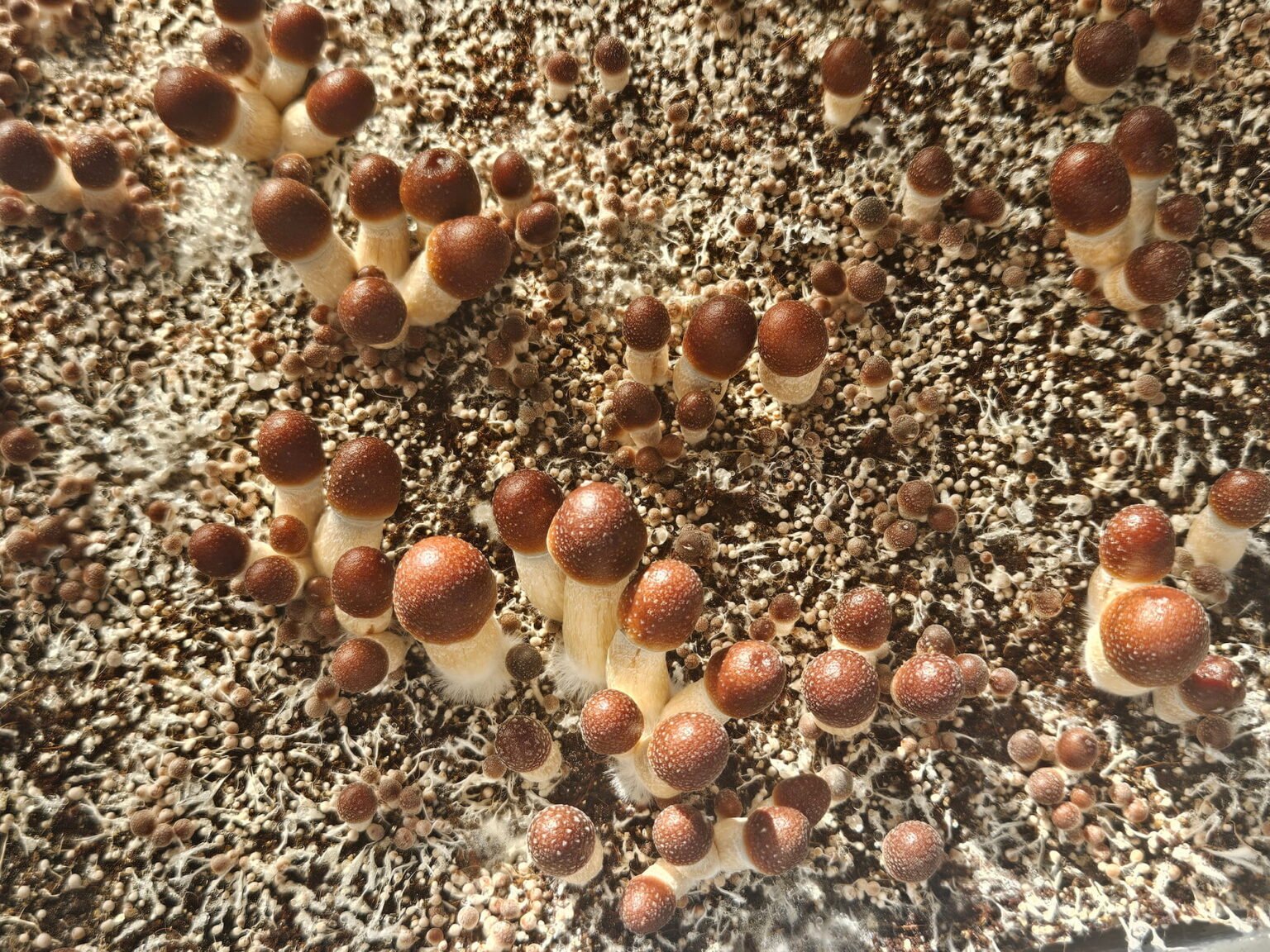 Psilocybe Cubensis Penis Envy mushrooms growing, showing caps and stems, ready for cultivation.