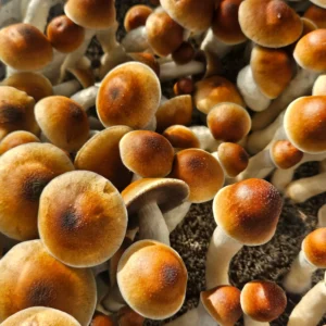 A cluster of brown capped Psilocybe Cubensis Penis Envy mushrooms growing closely together on dark soil in bright light.