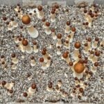 A top-down view of numerous Psilocybe Cubensis Transkei pins with brown caps and white stems growing densely from a substrate covered in white mycelium inside a rectangular container.