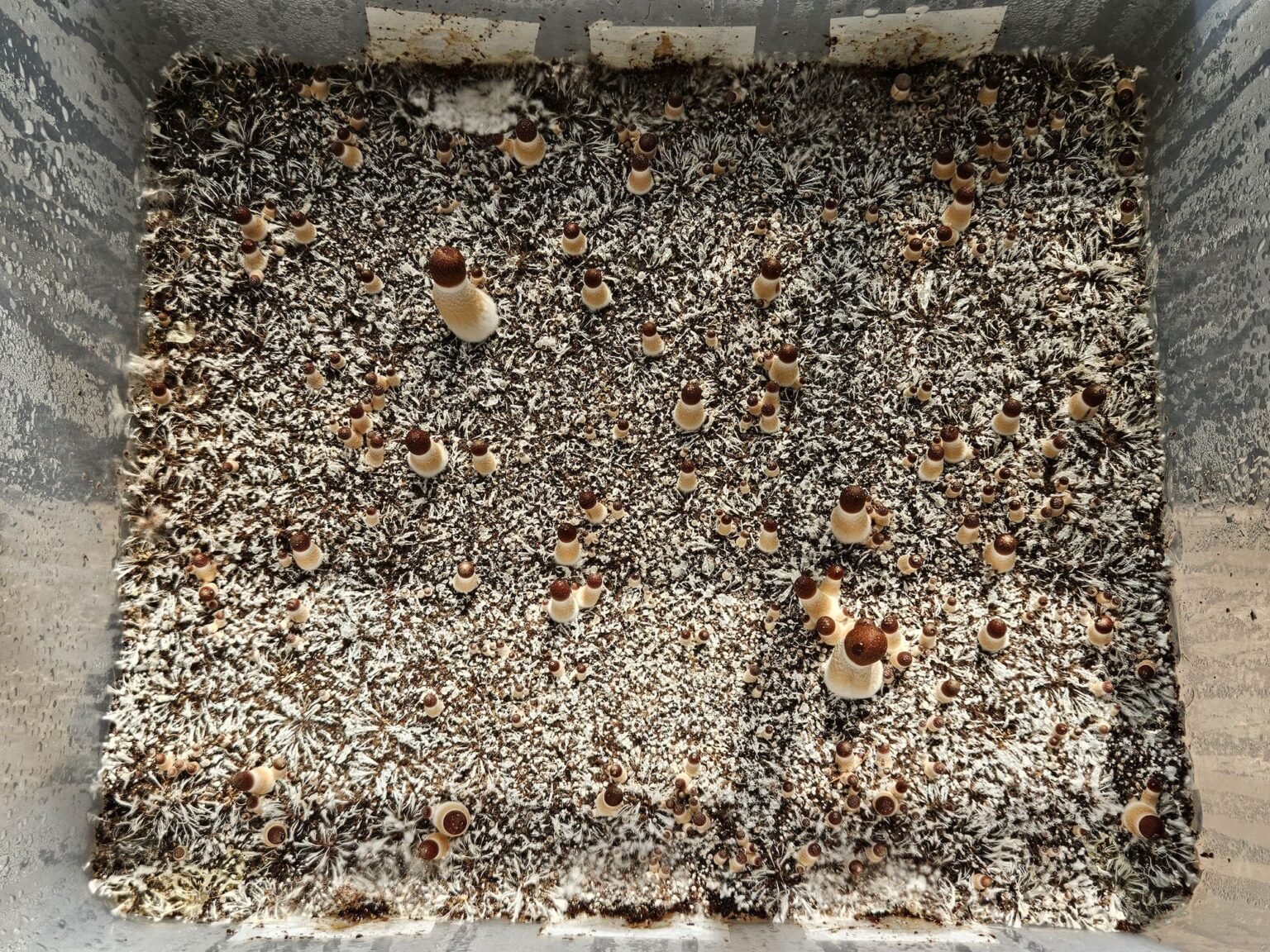 A rectangular plastic container filled with dense white mycelium and numerous small and medium-sized Psilocybe Cubensis Transkei mushrooms, each with distinct brown caps, growing upright from the surface.