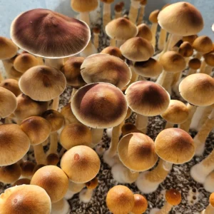 A cluster of Psilocybe Cubensis Transkei mushrooms with brown caps and pale stems growing closely together in a container, set against a light background.