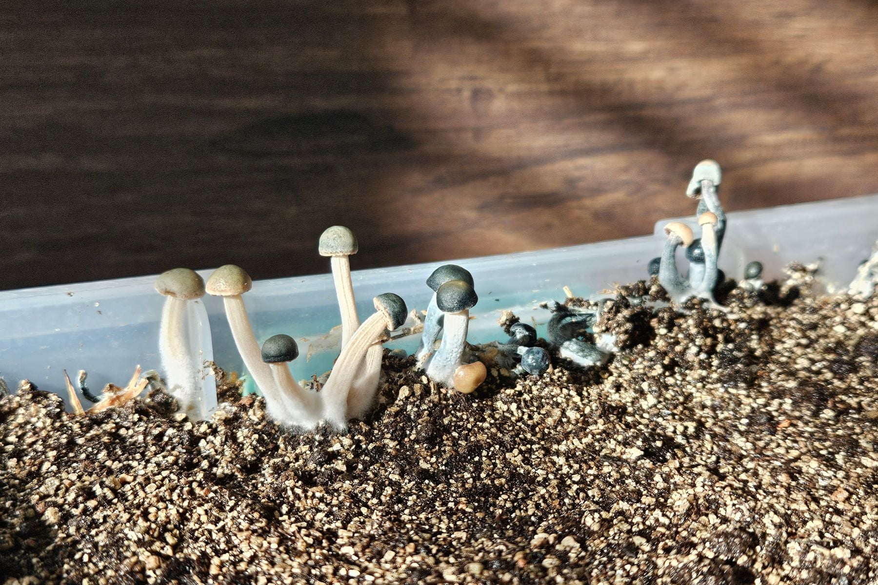 Young mushrooms growing in a shallow tub with black caps starting to abort.