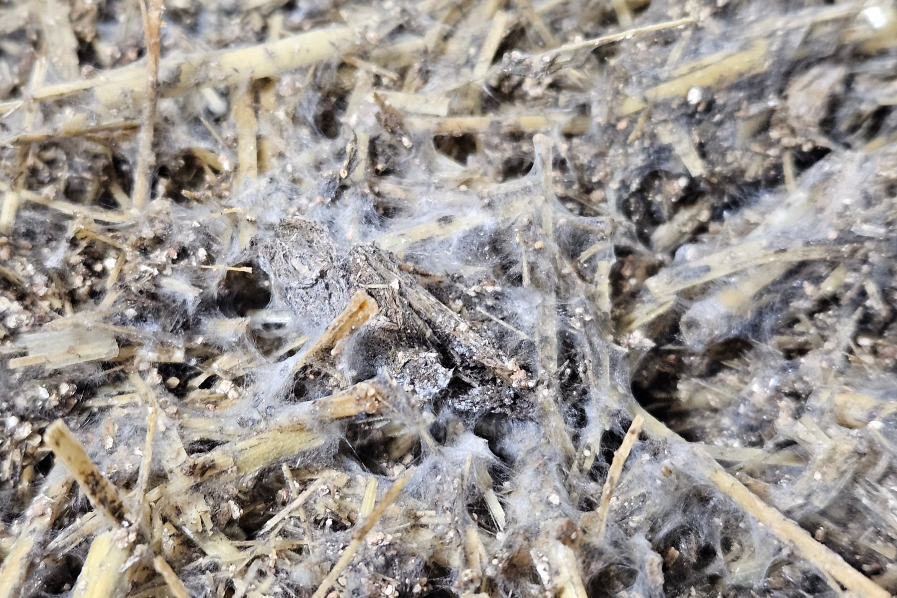 Close-up of Actinomycetes growing on substrate, with strands spreading among the dry, yellowish straw fragments. The image shows a dense, web-like network.