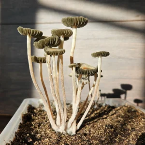 Cluster of Panaeolus cyanescens "MIB" with dark gills and slender stems.