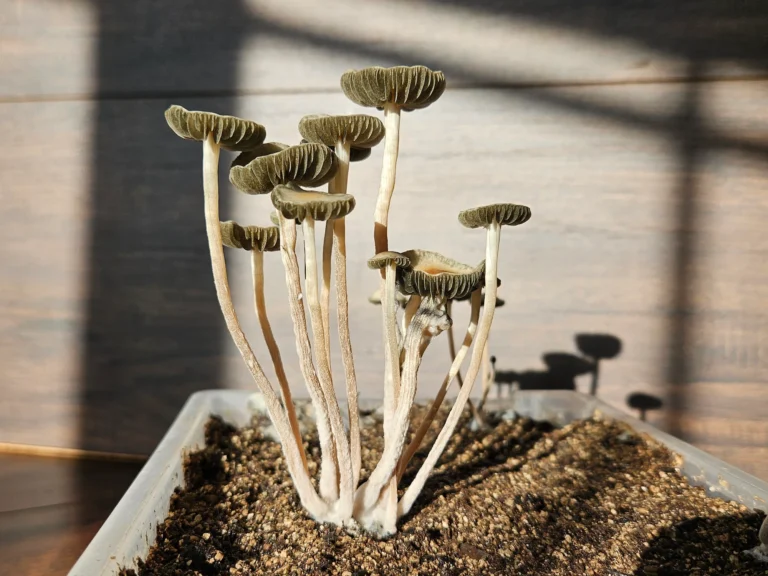 Cluster of Panaeolus cyanescens "MIB" with dark gills and slender stems.