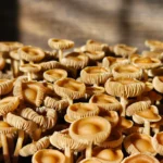 A dense cluster of small, light brown Psilocybe Subtropicalis "Semperviva" mushrooms with ruffled edges and thin stems, growing closely together against a blurred wooden background.