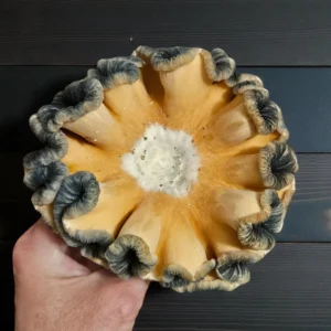 A hand holds a large, round Psilocybe Cubensis Toque F8 mushroom cap with pale orange and white hues and distinctive curled, dark gray edges, set against a dark wooden background.