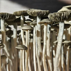 A close-up gill short of mature Pan South Africa Mystery. The fruit is tall, thin, with pale stems and dark, ridged caps.
