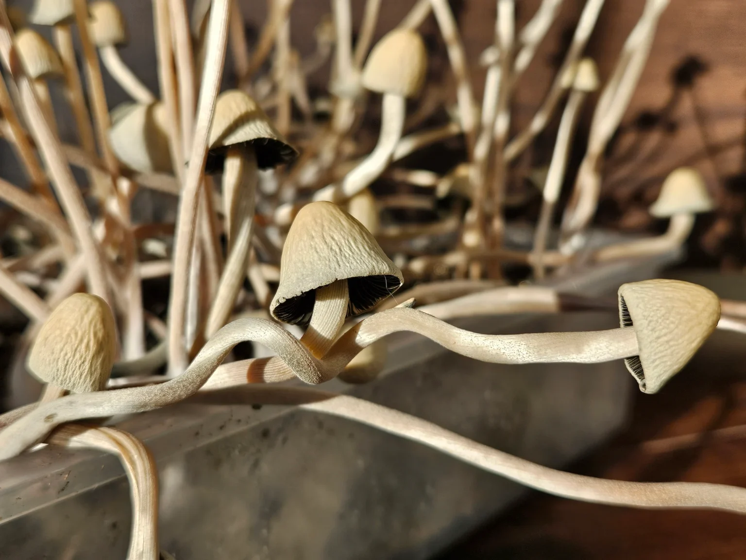 Close-up of a cluster of pale, thin-stemmed Burringbar Panaeolus Cyanescens mushrooms with conical caps growing in a container. Their gills are visible underneath, and the blurred background highlights their intricate shapes.