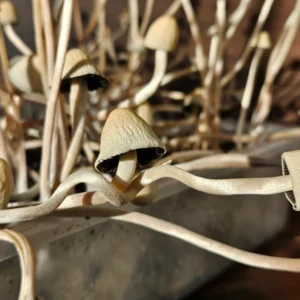 Close-up of a cluster of pale, thin-stemmed Burringbar Panaeolus Cyanescens mushrooms with conical caps growing in a container. Their gills are visible underneath, and the blurred background highlights their intricate shapes.