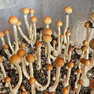 A cluster of tall, slender Psilocybe Cubensis Lizard King mushrooms with light brown caps grows densely from dark, moist soil inside a clear plastic monotub.