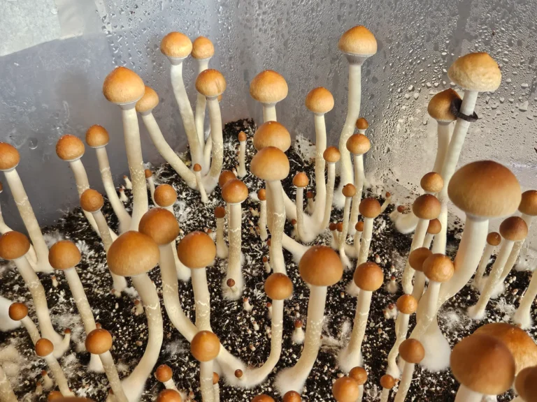 A cluster of tall, slender Psilocybe Cubensis Lizard King mushrooms with light brown caps grows densely from dark, moist soil inside a clear plastic monotub.