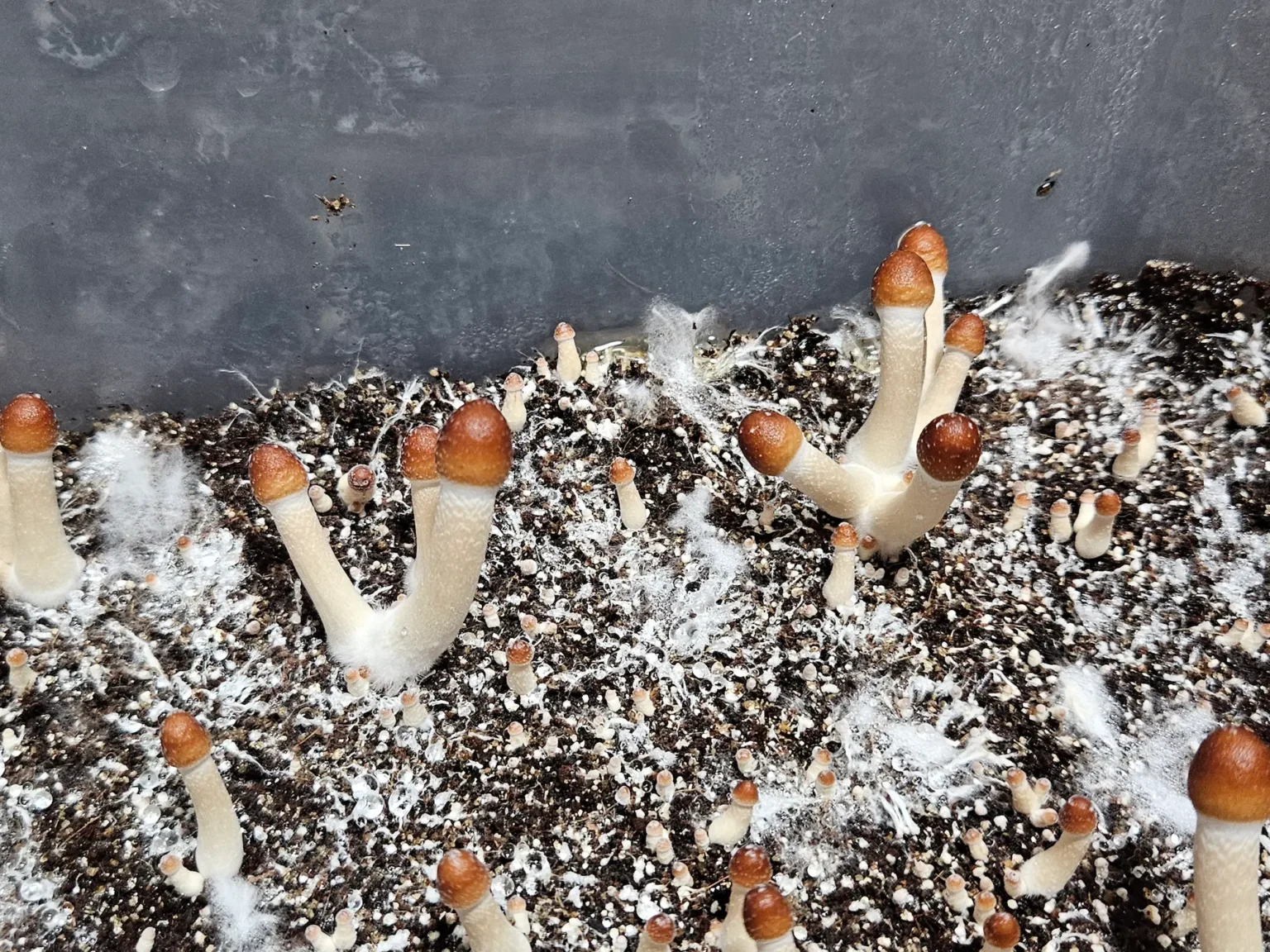Several young clusters of Psilocybe Cubensis Lizard King mushrooms with thick white stems and brown caps are growing from a soil substrate, surrounded by white, fluffy mycelium.