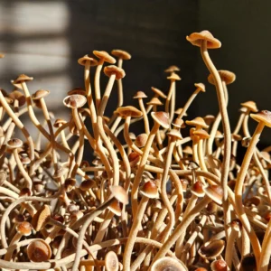 A dense cluster of tall, thin Psilocybe Tampanensis mushrooms with brown caps grows upward, illuminated by sunlight. The background is blurred and partially shadowed, adding contrast to the bright, intricate fungi stems and caps.