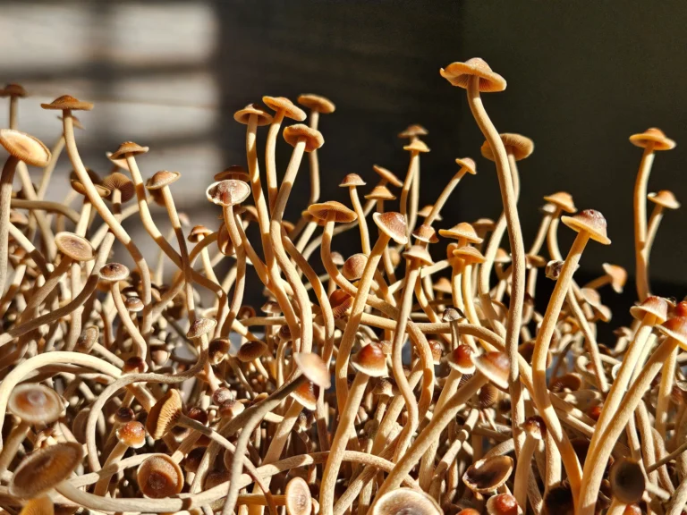 A dense cluster of tall, thin Psilocybe Tampanensis mushrooms with brown caps grows upward, illuminated by sunlight. The background is blurred and partially shadowed, adding contrast to the bright, intricate fungi stems and caps.