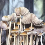 A cluster of tall, thin-stemmed Psilocybe Mexicana Coyopolan mushrooms with pale, rippled caps grows closely together, viewed from below. The background blurs, highlighting the detailed gills and stems.
