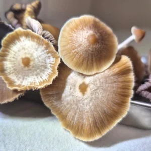 Close-up of several Psilocybe Mexicana Coyopolan from Mexico, with textured, radial gills and caps displayed on a light surface under soft lighting.