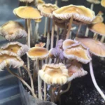 A close-up view of a cluster of small, tan Psilocybe Mexicana Coyopolan mushrooms with thin stems and wavy, ridged caps growing in dark soil, densely packed and softly illuminated.