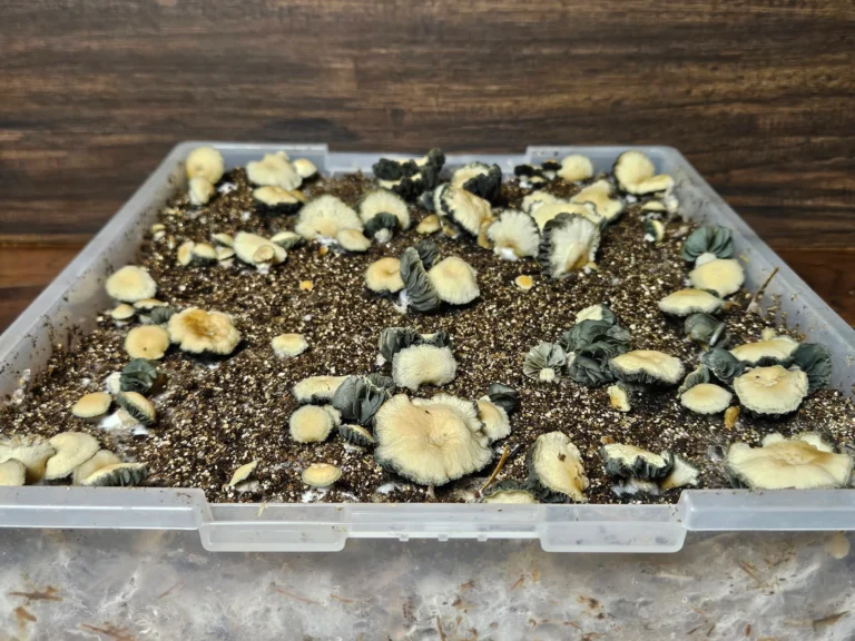 A plastic container filled with soil and numerous small, dwarf Panaeolus cyanescens mushrooms with dark blue gills growing against a wooden background.