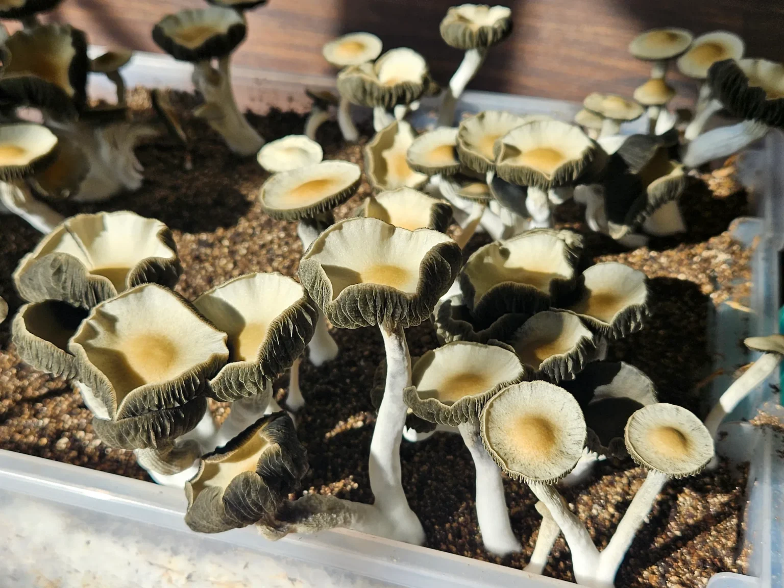 Clusters of Panaeolus Cyanescens "Firedancer" mushrooms with dark gills and pale, wavy-edged caps grow closely together in a container of soil. Sunlight highlights their tall, thin white stems as they cluster tightly under the light.