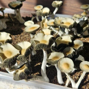Clusters of Panaeolus Cyanescens "Firedancer" mushrooms with dark gills and pale, wavy-edged caps grow closely together in a container of soil. Sunlight highlights their tall, thin white stems as they cluster tightly under the light.