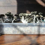 A side shot of Panaeolus Cyanescens "Firedancer" mushrooms growing in a clear tub on a wooden floor with sunlight and shadows casting across the scene.