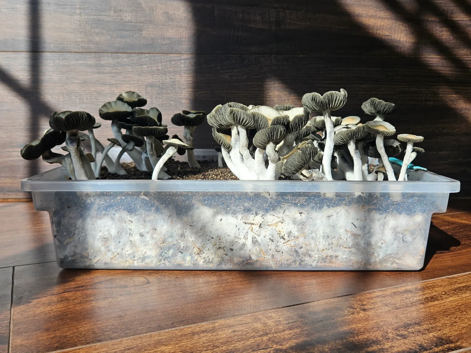 A side shot of Panaeolus Cyanescens "Firedancer" mushrooms growing in a clear tub on a wooden floor with sunlight and shadows casting across the scene.