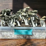 A clear plastic container filled with soil and clusters of tall, thin-capped Panaeolus Cyanescens "Firedancer" mushrooms grows under sunlight, set on a wooden surface.