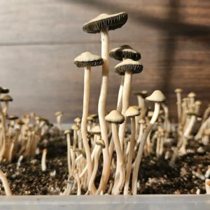 Tall, thin Panaeolus Cyanescens "Jalisco" mushrooms with long white stems and dark gills grow closely together in soil inside a plastic container, against a wooden background.