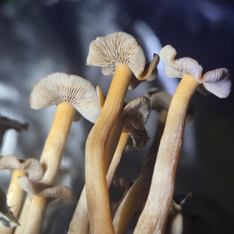 Cluster of slender, tan-colored mushrooms with delicate gills.