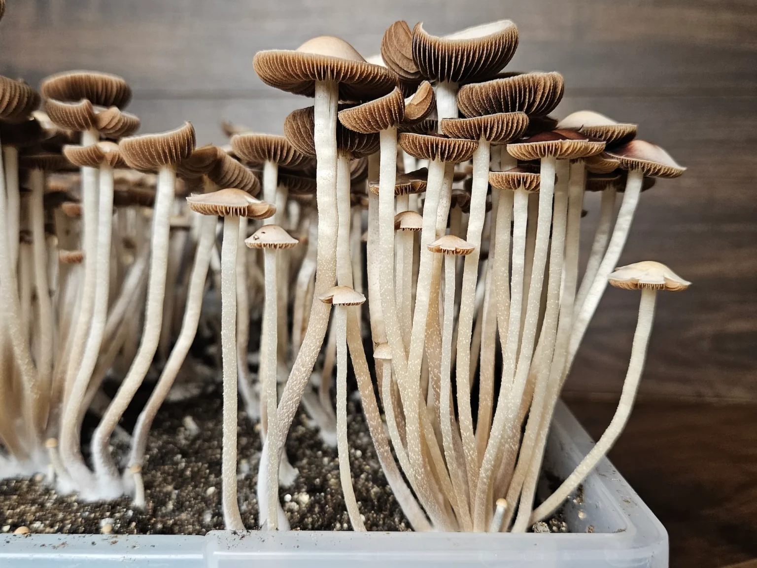 Close-up of a cluster of Panaeolus Cyanescens Eungai mushrooms with dark red gills growing in substrate inside a clear plastic tub.