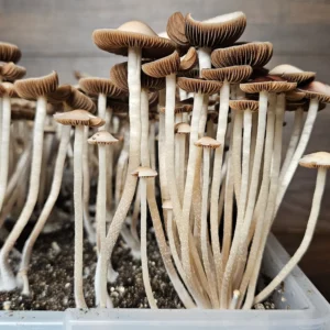 Close-up of a cluster of Panaeolus Cyanescens Eungai mushrooms with dark red gills growing in substrate inside a clear plastic tub.