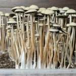 A cluster of mature, Panaeolus cyanescens Naolinco mushrooms in substrate against a wooden background.