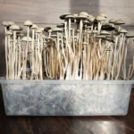 A full flush of Panaeolus cyanescens Naolinco mushrooms against a wooden background.