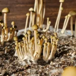 A cluster of Panaeolus cyanescens Naolinco pins growing in substrate.